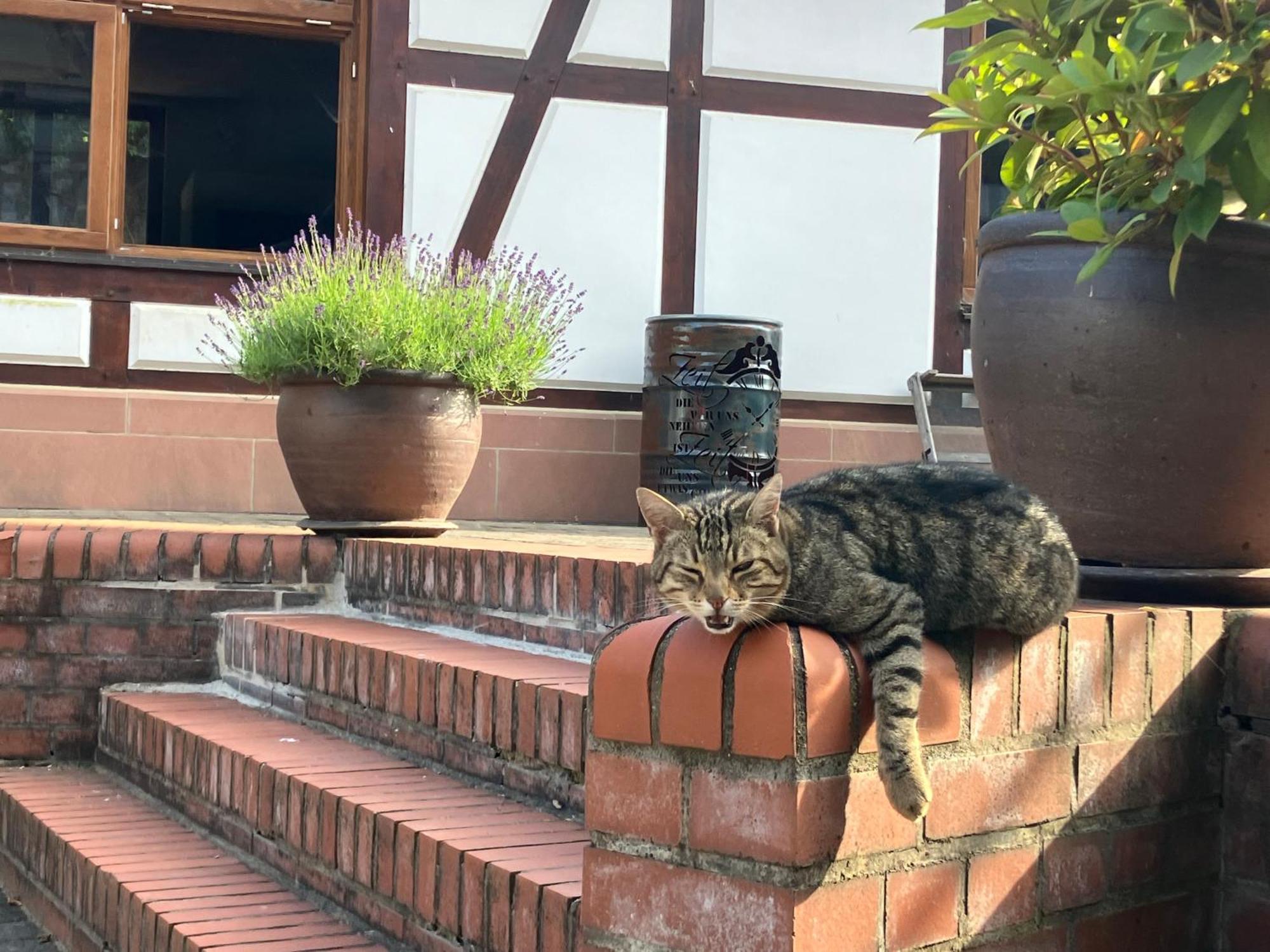 Ferienwohnung Hardtmuehle Momberg Exterior foto
